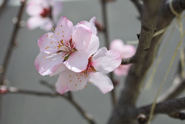 春 桜 桃 花 ピンク きれい