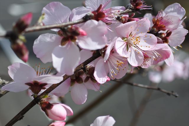 春 桜 桃 花 ピンク きれい