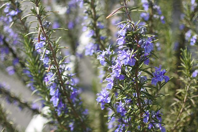 ローズマリー 花 春 ハーブ 紫 青 きれい
