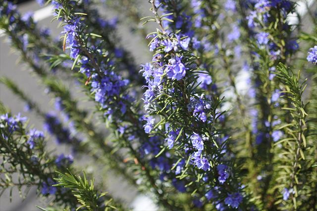 ローズマリー 花 春 ハーブ 紫 青 きれい