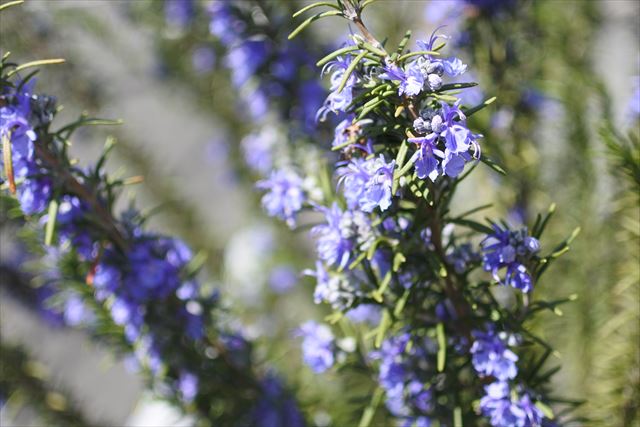 ローズマリー 花 春 ハーブ 紫 青 きれい