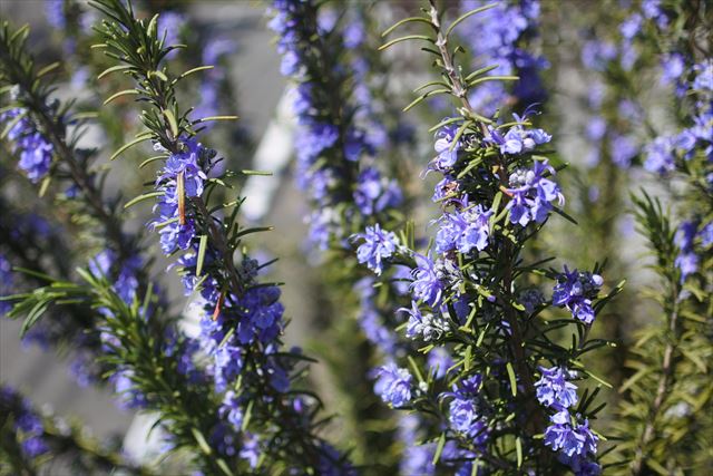 ローズマリー 花 春 ハーブ 紫 青 きれい