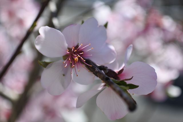 春 桜 桃 花 ピンク きれい