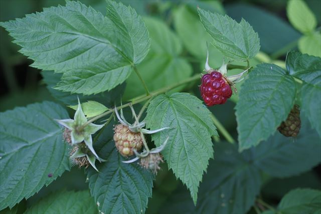 ラズベリー 実 赤 緑 実り 成る