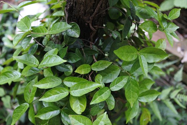 大木 蔦 絡まる 緑 ハツユキカズラ ツタ