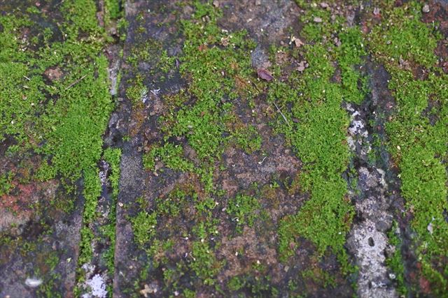 レンガ 苔 古い 歴史