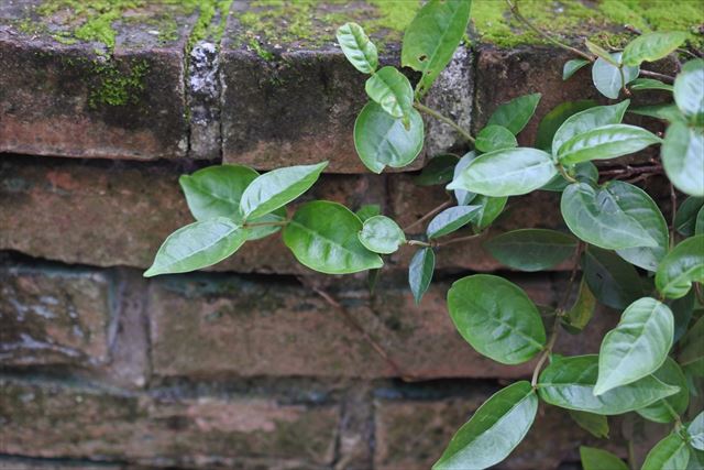 花壇 レンガ 苔 蔦 ハツユキカズラ ツタ