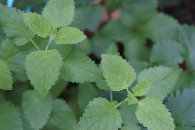 ハーブ レモンバーム ミント 緑