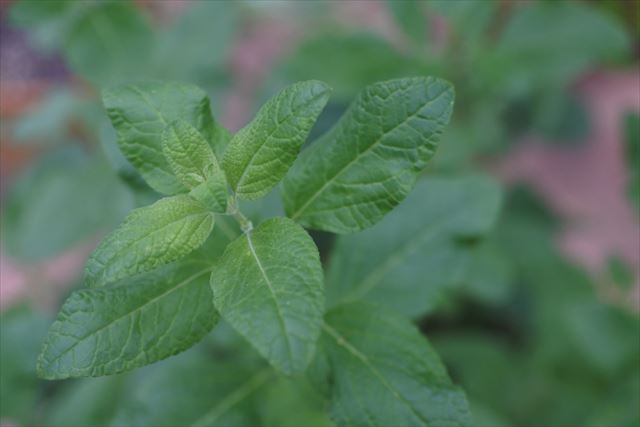 ハーブ チェリーセージ 緑