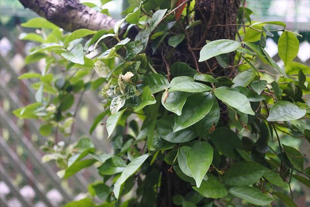 木 絡まる 蔦 ハツユキカズラ ツタ