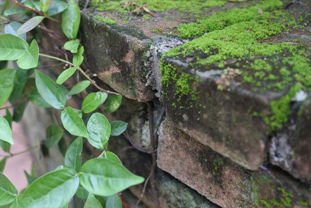 花壇 レンガ 苔 緑 ツル 庭 古い 歴史