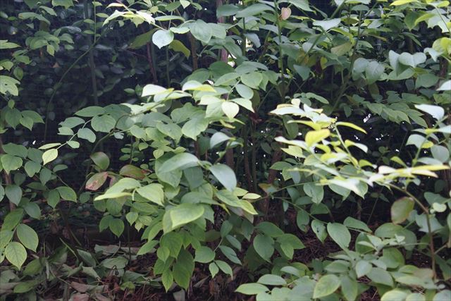 ブルーベリー 繁み 茂み 雑木林