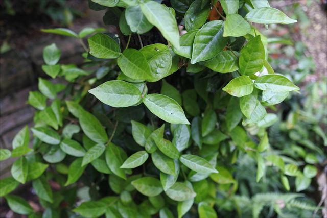 ハツユキカズラ 緑 新緑 生き生き