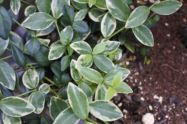 ニチニチソウ 緑 白 片隅 茂 繁