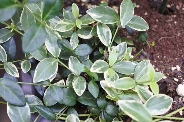 ニチニチソウ 緑 白 茂 繁