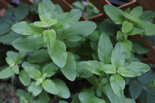 ハーブ チェリーセージ 緑 きれい たくさん