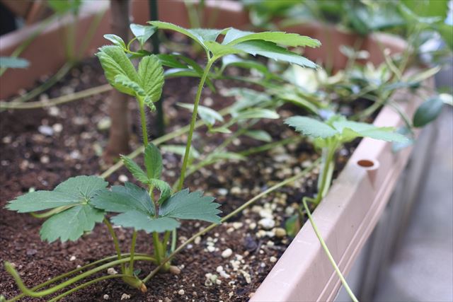 花壇 イチゴ ランナー 繁殖 プランター 苺