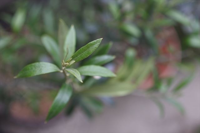 オリーブ 新緑 新芽 ５月 生き生き