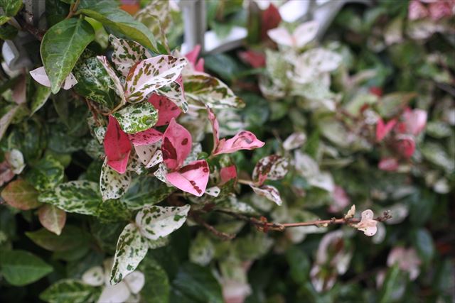 ハツユキハズラ 白 ピンク 緑 きれい フェンス 目隠し かわいい 春