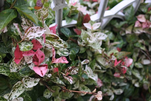 ハツユキハズラ 白 ピンク 緑 フェンス 目隠し かわいい 春