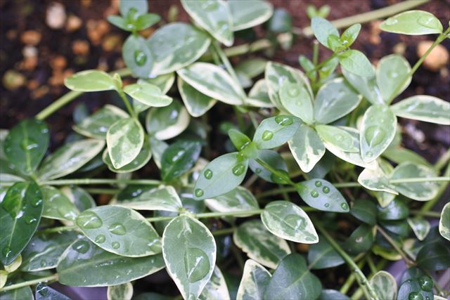 雨上がり 緑 白 葉 梅雨 雨粒 ニチニチソウ
