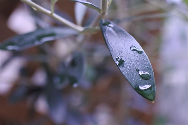葉 梅雨 オリーブ 緑 雨 雨粒