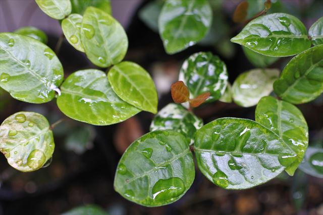 葉 雨 ツヤツヤ 緑 白 梅雨 雨粒 ハツユキカズラ