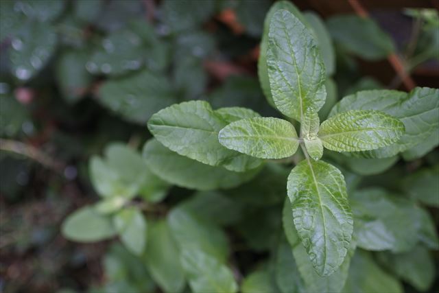 ハーブ セージ 緑 きれい かわいい チェリーセージ