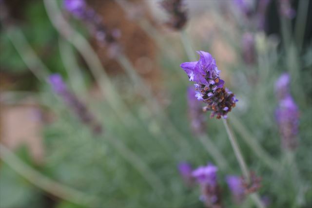 ラベンダー 満開 紫 可憐 花 かわいい
