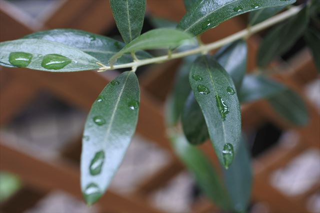 オリーブ 雨 葉 緑 梅雨