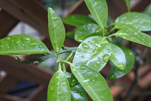 雨 葉 緑 みかんの木 梅雨