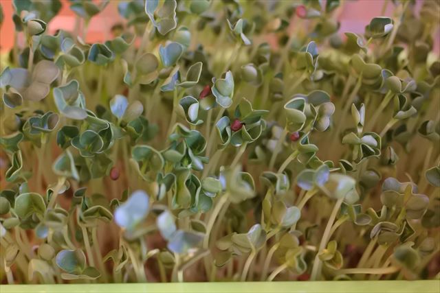 水耕栽培 スプラウト 発芽 生長 カイワレ大根 野菜