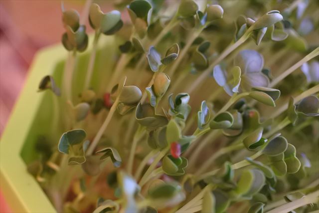 スプラウト 水耕栽培 発芽 生長 カイワレ大根