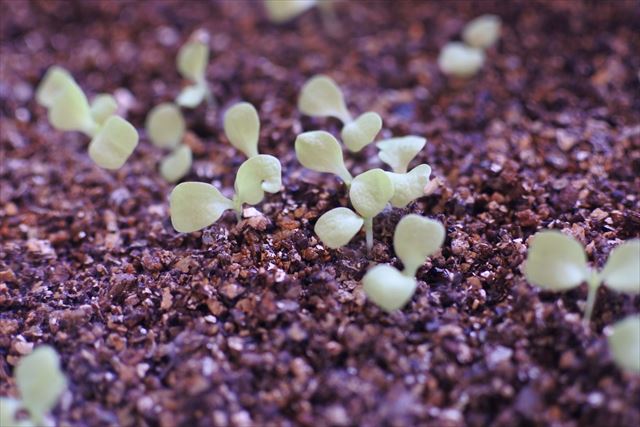 ガーデニング 種まき 発芽 家庭菜園 かわいい 小さい