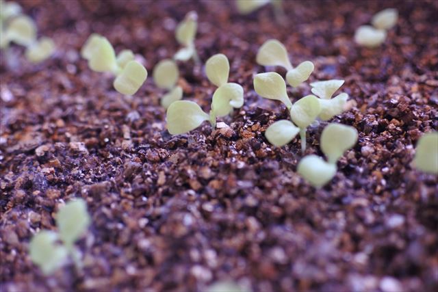 種まき  発芽 家庭菜園 ガーデニング 双葉