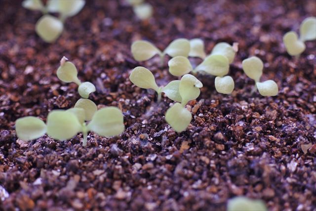 種まき 双葉 家庭菜園  発芽 ガーデニング