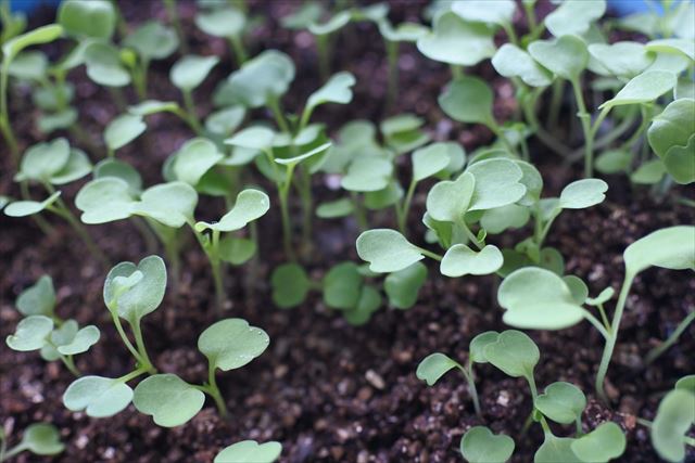 双葉 種まき 家庭菜園 ガーデニング 発芽 かわいい 出揃う