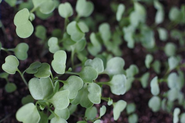 ガーデニング 発芽 種まき かわいい 出揃う たくさん 家庭菜園