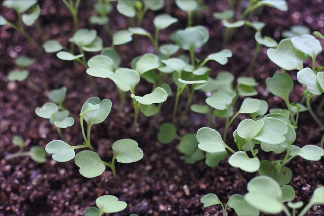 種まき 家庭菜園 ガーデニング 発芽 かわいい 双葉
