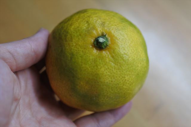 ミカン 果物 冬 黄色 手のひら 乗せる 
