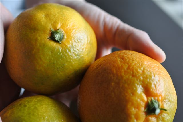 みかん 取りたて 手のひら たくさん 黄色