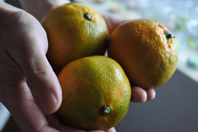 みかん 取りたて たくさん 手のひら 黄色