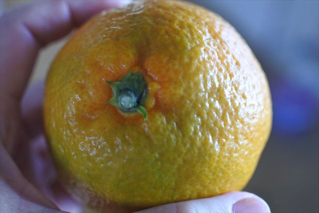 みかん もぎたて 手のひら 黄色