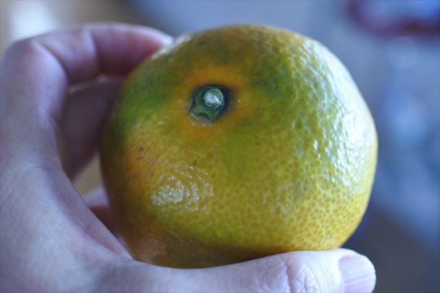 みかん もぎたて 手のひら 黄色