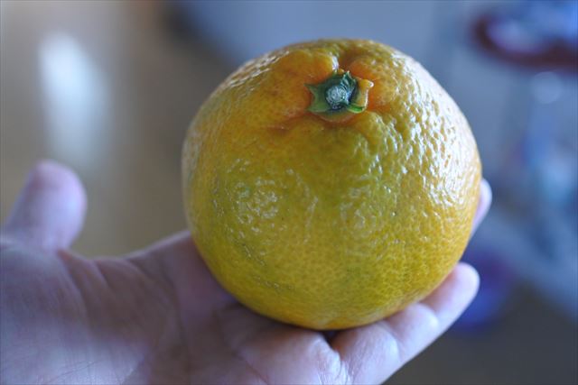 みかん もぎたて 手のひら 黄色