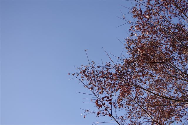 青空 木 冬 雲ひとつない 秋 枯れ枝 もみじ 紅葉 秋晴れ 冬晴れ