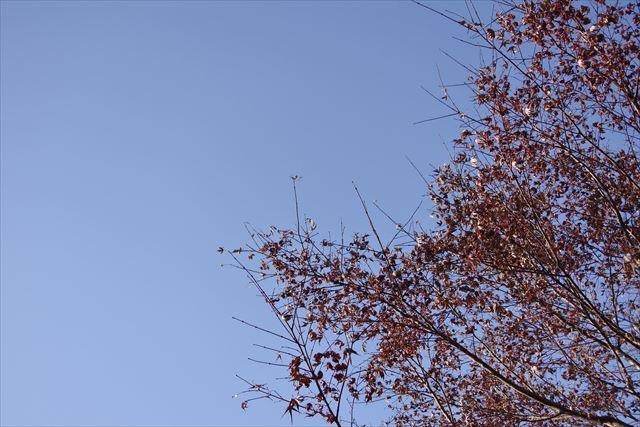 空 青 木 秋 枯れ枝 もみじ 紅葉 秋晴れ 冬晴れ