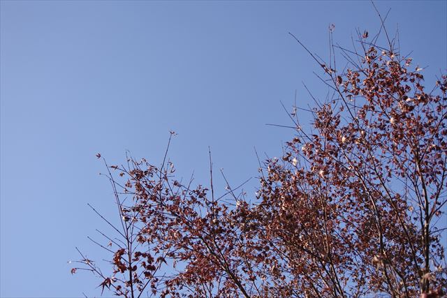 木 青空 紅葉 