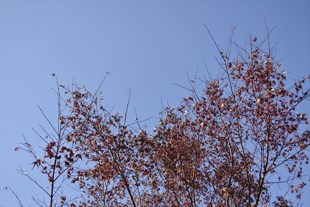 紅葉 空 晴れ 木