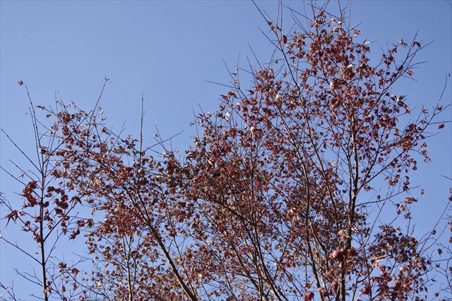 紅葉 空 冬 青 赤